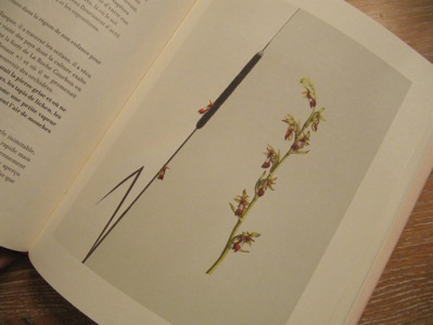 ô Orchidées !, Pascale de Trazegnies